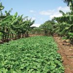 Mixed farming