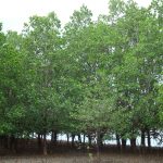 coast pictures 053
